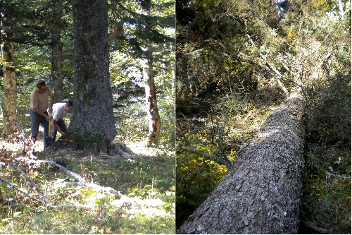 Abattage de l'arbre