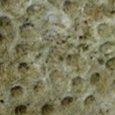 Fossile de corail